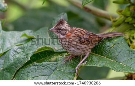 birdsb (Zonotrichia capensis) Rufous-collared Sparrow