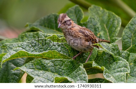 birds (Zonotrichia capensis) Rufous-collared Sparrow