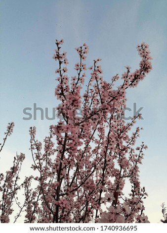 Light Pink blossomed magnolia tree 
