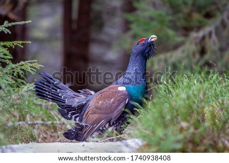 Tetrao urogallus in wild nature in spruce snowy forest, western capercaillie rare bird male . Sunny singing of a big black bird. Capercaillie protected by law extremely rare species