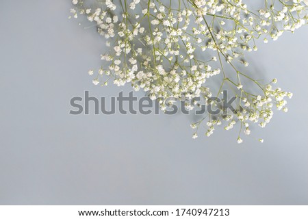 white delicate gypsophila flowers on a grey background, top view