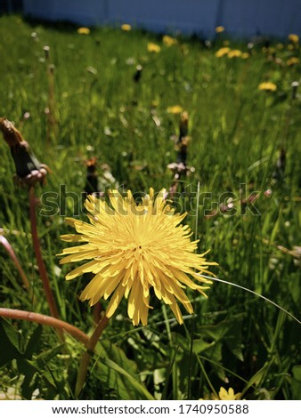 Yellow dandelion in the grass in the sun