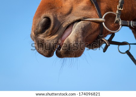 Horse head sky background