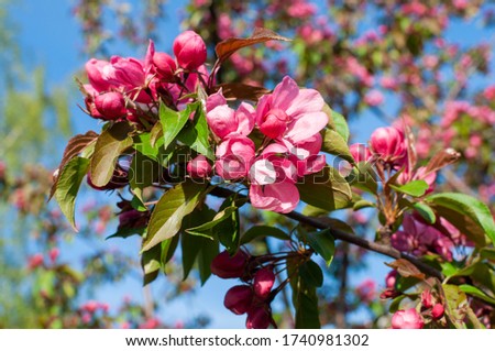 A picture of beautiful spring with blooming pink trees and deep blue sky