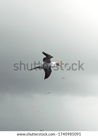 A vertical low angle shot of a seagull flying in the sky in the cloudy weather