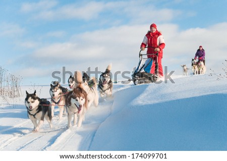 Woman musher hiding behind sleigh at sled dog race on snow in winter Royalty-Free Stock Photo #174099701