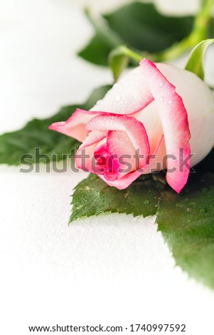 Picture of a beautiful white rose with dark fringing of petals with leaves wet after rain on white background. Drops of dew on petals of garden rose. Soft focus. Blossom background