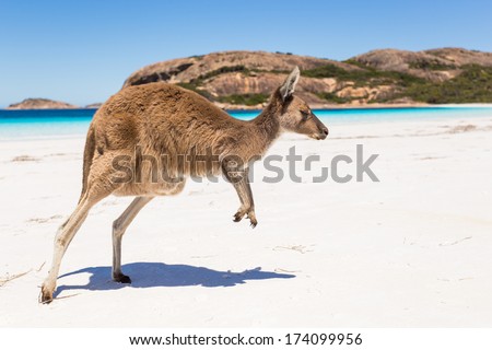 Kangaroo jumping on a pristine australian beach