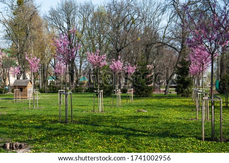 Young seedlings of flowering magnolia planted in the park