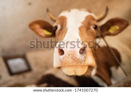 Close up the snout of a cow on a farm