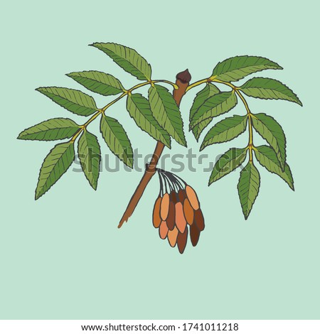 Vector illustration of the leaf of a Fraxinus Excelsior, commonly known as a European ash Royalty-Free Stock Photo #1741011218