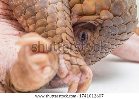 Pangolin (Manis javanica) isolated on white background Royalty-Free Stock Photo #1741012607