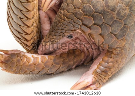 Pangolin (Manis javanica) isolated on white background Royalty-Free Stock Photo #1741012610