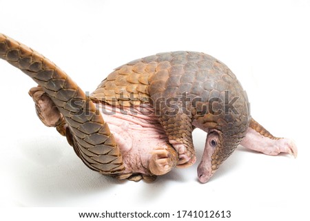 Pangolin (Manis javanica) isolated on white background Royalty-Free Stock Photo #1741012613
