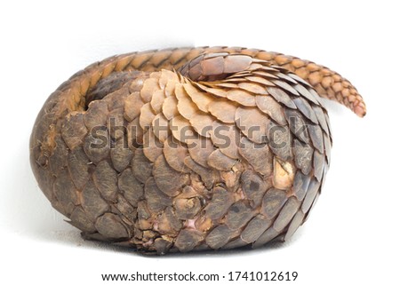 Pangolin (Manis javanica) isolated on white background Royalty-Free Stock Photo #1741012619