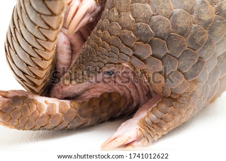 Pangolin (Manis javanica) isolated on white background Royalty-Free Stock Photo #1741012622