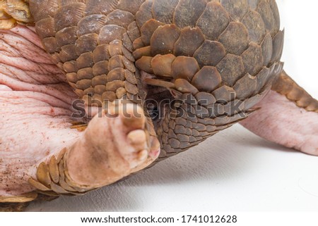 Pangolin (Manis javanica) isolated on white background Royalty-Free Stock Photo #1741012628