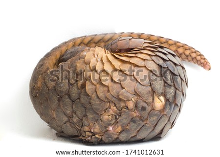 Pangolin (Manis javanica) isolated on white background Royalty-Free Stock Photo #1741012631
