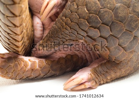 Pangolin (Manis javanica) isolated on white background Royalty-Free Stock Photo #1741012634
