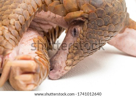 Pangolin (Manis javanica) isolated on white background Royalty-Free Stock Photo #1741012640