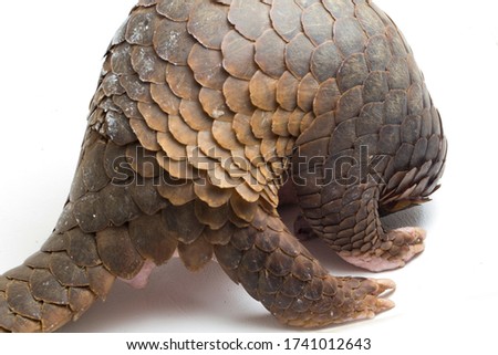 Pangolin (Manis javanica) isolated on white background