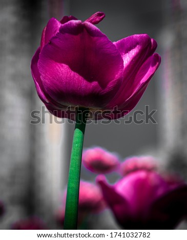 abstract photo of a peony-shaped Tulip