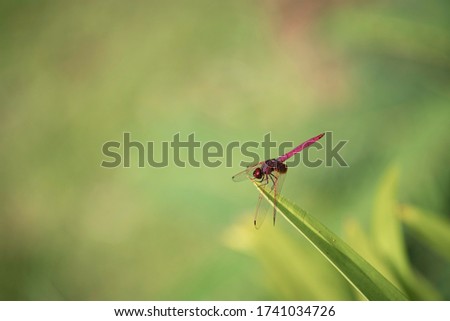 Red Dragonfly on a leaf with green background.