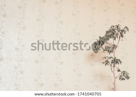thin branches of lovely high houseplant with small green leaves against empty peachy wall locates in corner of picture