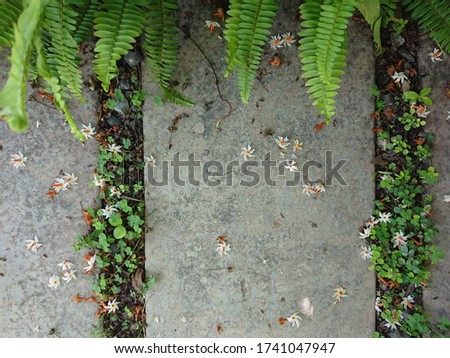 Top View of Concrete Walkway Covered with White and Orange Night Blooming Jasmine Flowers Sword Fern and Clovers in a Tropical Garden