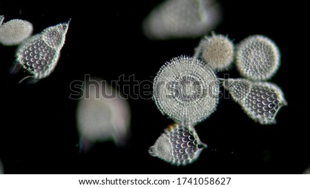 microscopy of a sampling of diatoms, microalgae, jewels of the sea, living opals Royalty-Free Stock Photo #1741058627