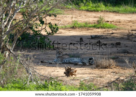 Cheetah lying in the shadow for resting in Kenya.