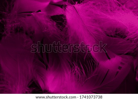 Beautiful abstract white and pink feathers on black background and soft white feather texture on pink pattern and pink background, feather background, pink banners