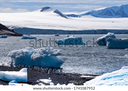 Group of Adelie penguins at the beach with icebergs in the water and a glacier at the horizon.