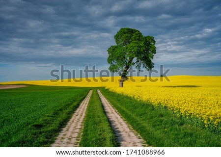  The rural landscape, the picture shows a view of the flowering rapeseed, Poland around Sztum