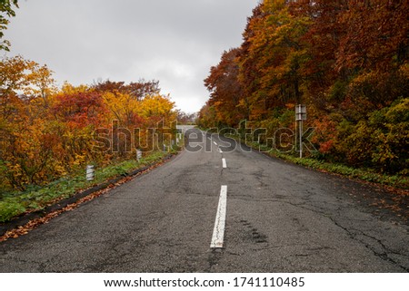 Autumn fall colorful golden yellow leaves beech forest trees. Beautiful nature background and wall paper of curvy road pass through vibrant in Tohoku, Japan. Tourist destination during autumn season