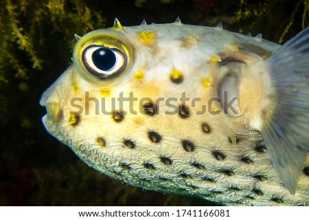 Close-up macro view of vivid yellow porcupine fish (or pufferfish, Diodontidae, Tetraodontidae) with a big eye and spikes, Indian Ocean, Daymaniyat Islands, Oman Royalty-Free Stock Photo #1741166081