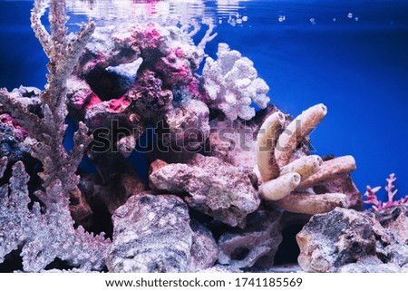 
Amazing coral in the aquarium