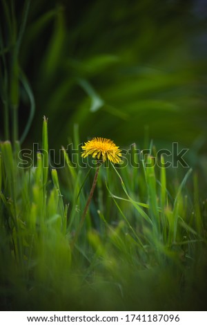 A beautiful yellow dandelion flower blooming in a field on a green background in Boke on a warm Sunny spring day