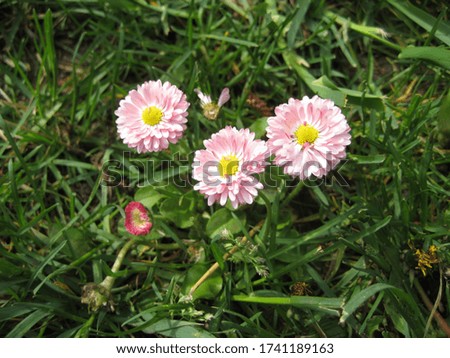 beautiful blooming daisy flowers with pink petals