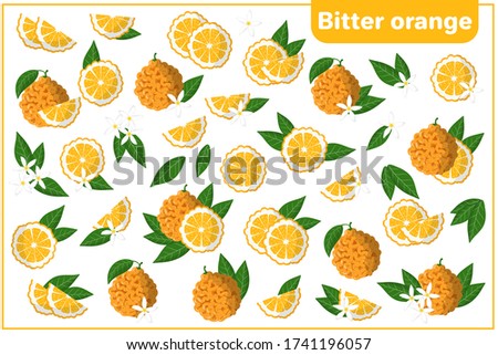Set of vector cartoon illustrations with whole, half, cut slice Bitter orange exotic fruits, flowers and leaves isolated on white background