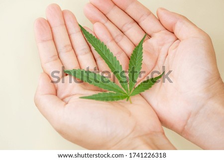 Hands holding hemp leaves. Alternative Medicine, Herbal Treatment concept.