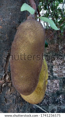 Close up picture of a tropical fruit jackfruit. Selected focus.