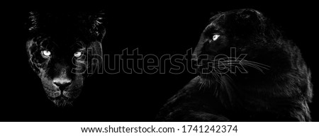 Template of black panther in B&W with black background