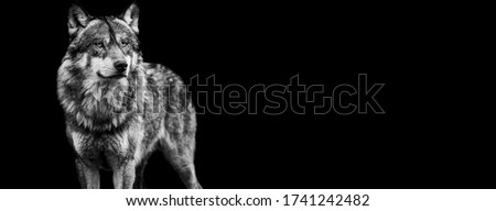 Template of grey wolf in B&W with black background 