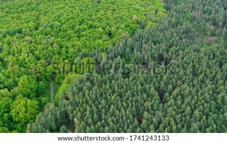 Aerial view of the contact line of coniferous forest and deciduous forest in spring