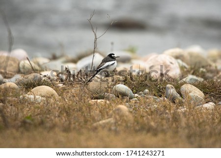 White wagtail perches itself on the banks of river Kosi, Uttarakhand, India.