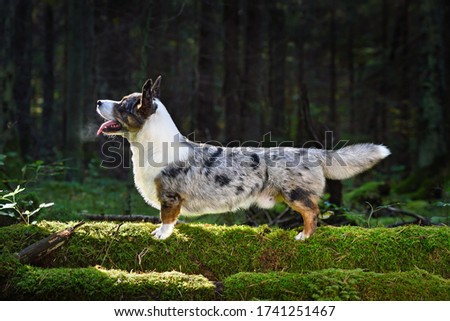 Funny merle Cardigan Welsh Corgi standing on green moss in forest on a sunny day Royalty-Free Stock Photo #1741251467