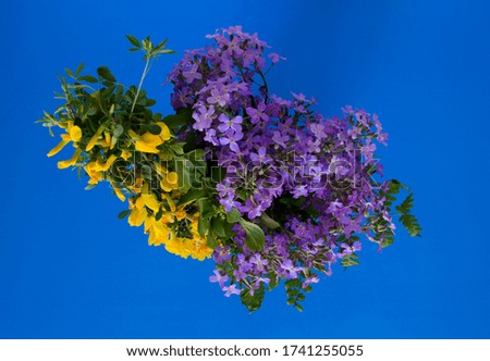 
Bouquet of wildflowers. Bright color substrate. Ability to cut from the background.