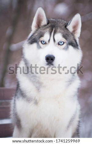 Gray-white blue-eyed fluffy dog of the Siberian Husky breed, portrait on a bench in winter outdoors.
