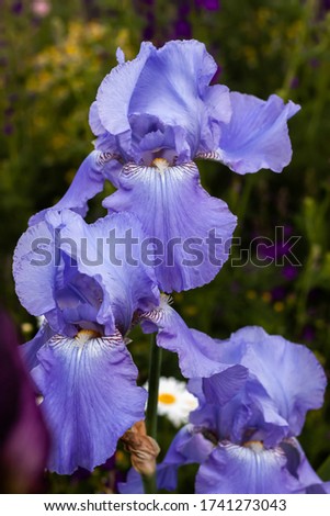 Beautiful delicate iris flower on a flowerbed outdoors